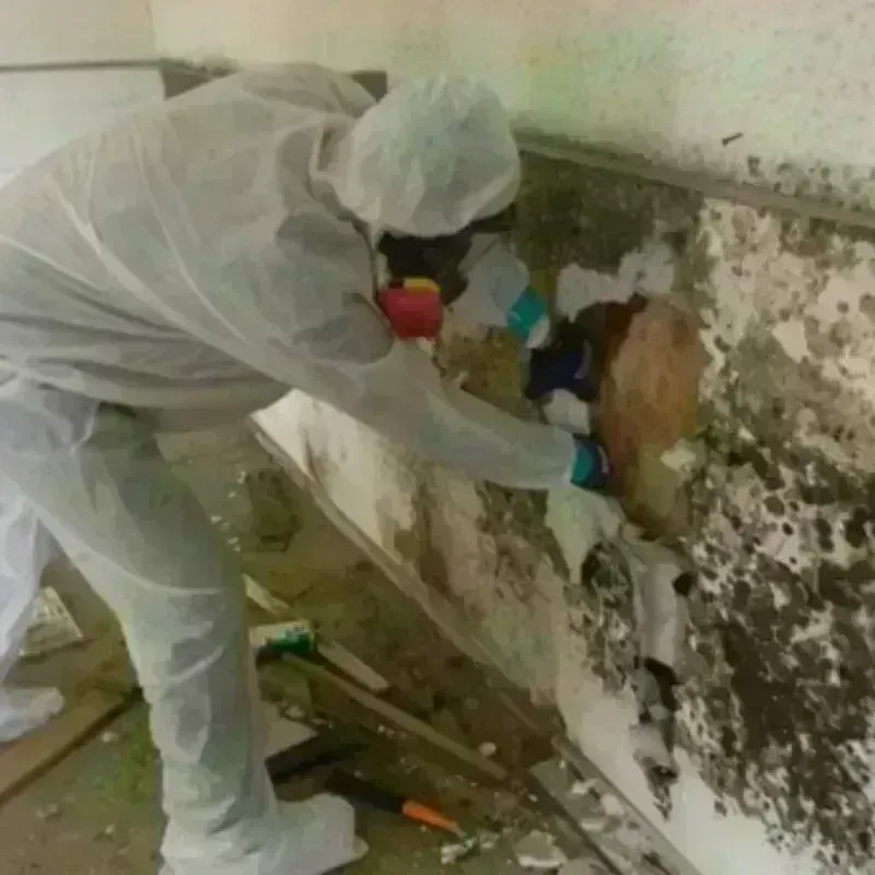 Mold Remediation and Removal in Laurel, MT